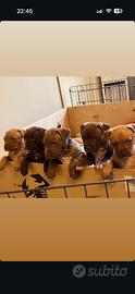 Cuccioli di Pit bull
