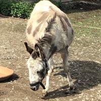 Una amiatina bianca del peru