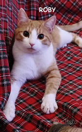 ROBY micio biancorosso di 7 mesi