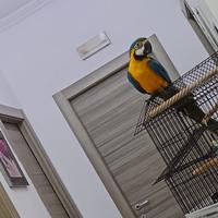 Pappagallo ARA ARARAUNA