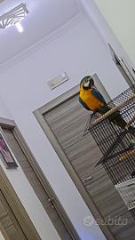 Pappagallo ARA ARARAUNA