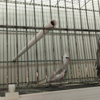 Coppia di calopsite riproduttiva