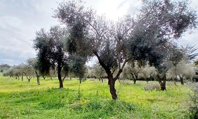 Terreno oliveto, fronte strada, Prato Comunale