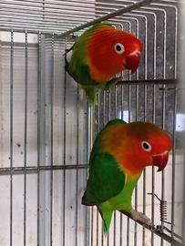 Inseparabili fischer