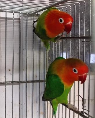 Inseparabili fischer