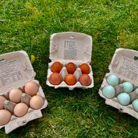 Marans - Araucana - Amrock