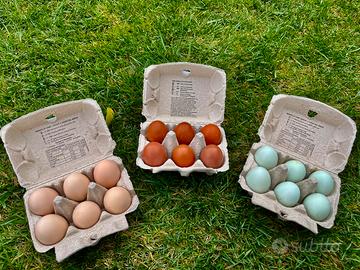 Marans - Araucana - Amrock