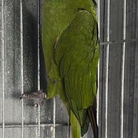 Pappagallo ara nobilis femmina da riproduzione