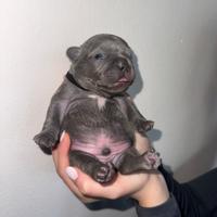 Cuccioli di Bulldog Francese esotici