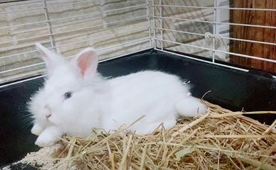 Coniglio nano testa di leone