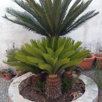  Cycas 