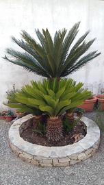  Cycas 