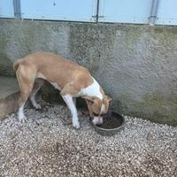 American Staffordshire Terrier