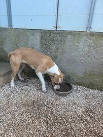 American Staffordshire Terrier