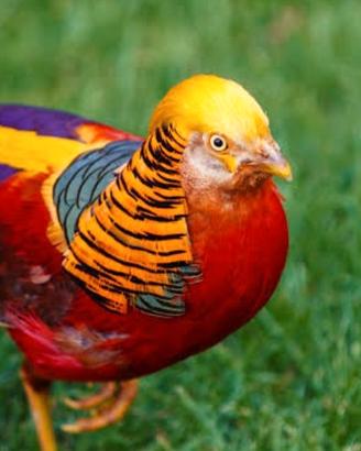 Fagiani di varie specie