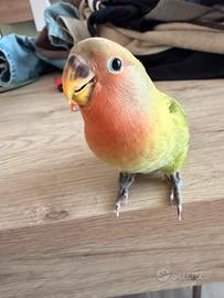 Inseparabile allevato a mano