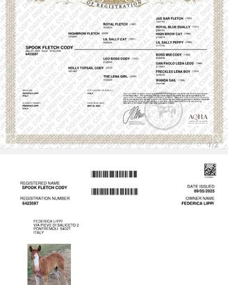 Puledro qh