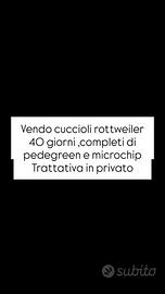 Cuccioli rottweiler