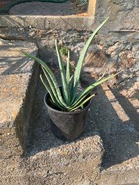 Pianta di aloe vera altezza 35 in vaso da 18.
