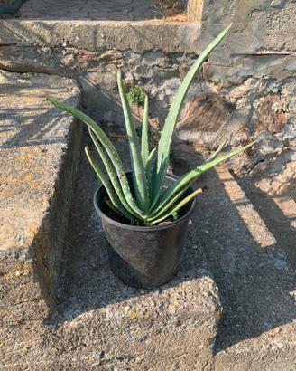 Pianta di aloe vera altezza 35 in vaso da 18.