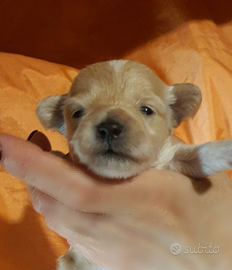 Dolci e mini MALTIPOO