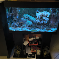 Acquario marino completo VIVO