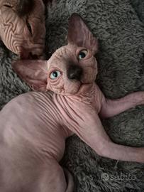Cuccioli sphynx nudi