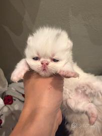 Gatti persiano