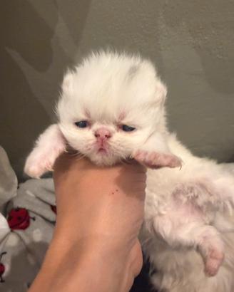 Gatti persiano