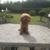 BARBONCINO selezionatissimo RIPRODUTTORE