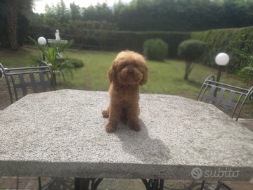 BARBONCINO selezionatissimo RIPRODUTTORE