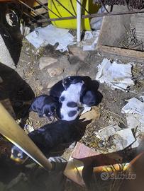 ADOZIONE DEL CUORE . Tione Degli Abruzzi