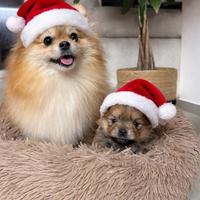 Spitz Tedesco Nano Pomerania