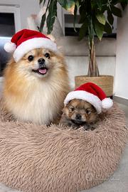 Spitz Tedesco Nano Pomerania