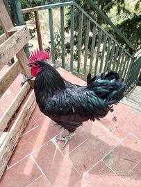 Gallo Australop