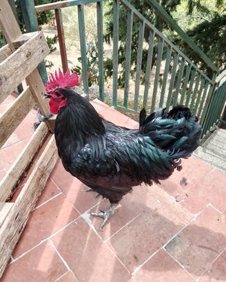 Gallo Australop