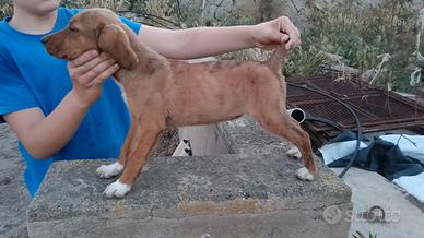 Beagle×segugio maremmano 