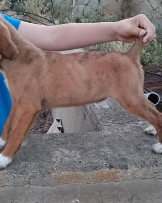 Beagle×segugio maremmano 