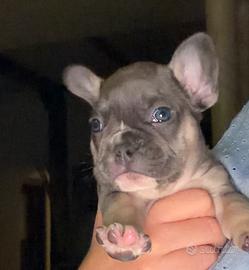 Bulldog francese