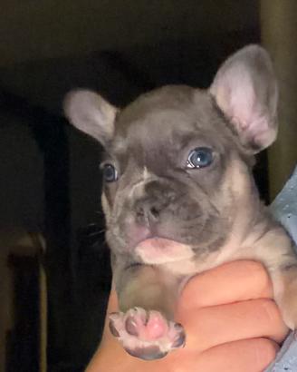 Bulldog francese