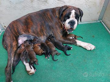 Cuccioli BOXER 2 mesi