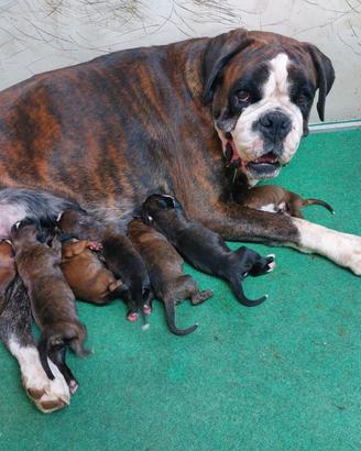 Cuccioli BOXER 2 mesi