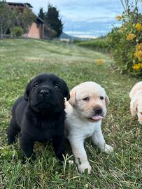 Cuccioli labrador dal 10 giugno