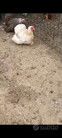 Galline