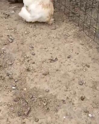 Galline