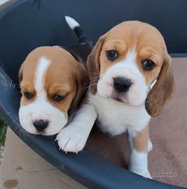 Beagle pedigree enci