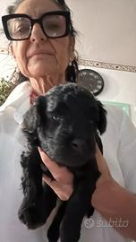 Barboncina. Nana