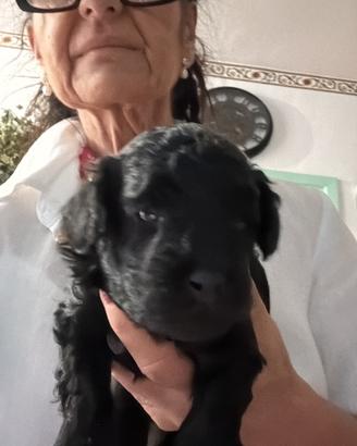 Barboncina. Nana