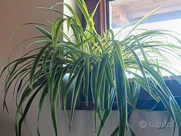 Clorofito (pianta ragno)