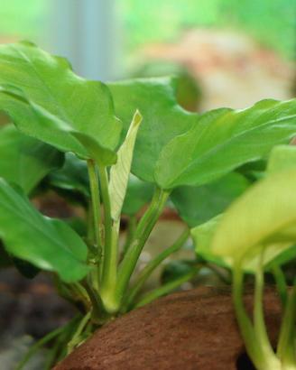 Anubias e anubias nana piante acquari
